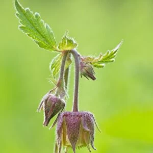 Water Avens - showing close up of flower head in flower - May - Longdon - Staffordshire - England