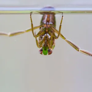 Water Boatman - UK