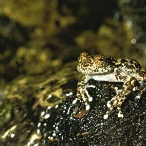 Water Fall / Torrent Frog Australia