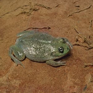 Water-holding Frog Australia