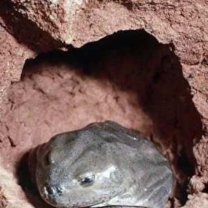 Water-holding Frog - in burrow - Central Australia AU-1418