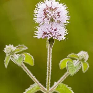 Water Mint - in flower. Dorset