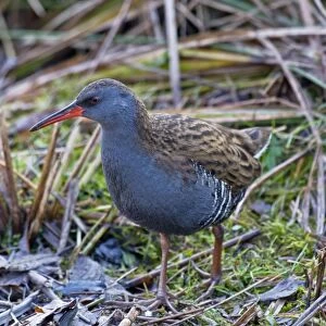 Water Rail - standing in open - South Yorkshire - UK