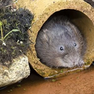Water Vole - emerging from drain pipe - UK