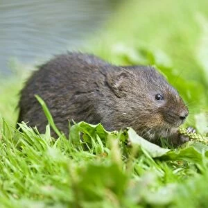 Water Vole - Feeding on river bank - Sussex - UK MA002353