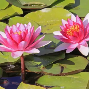 Waterlily - in flower. France Waterlily - in flower. France