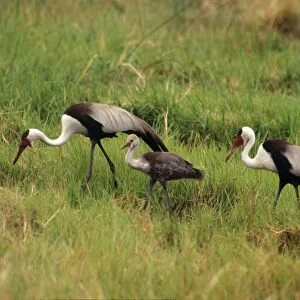 Wattled Crane - pair with chick Botswana, Africa