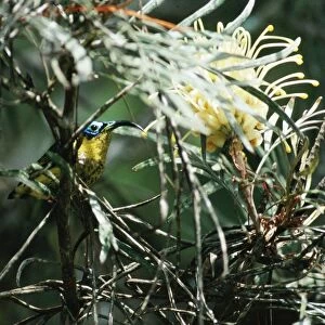 Wattled False / Asity Sunbird Male. Perinet, Madagascar