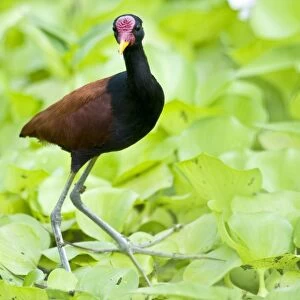 Wattled Jacana - walking on water vegetation - Nariva Swamp - Trinidad