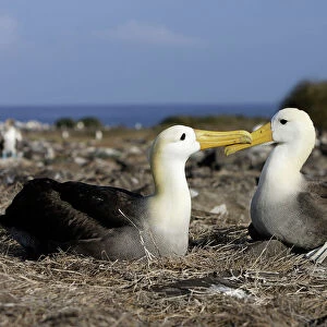 Waved Albatros Espagnola Island. Galapagos Islands