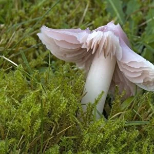 A waxcap, "the pink ballerina" in ancient turf. Old churchyard