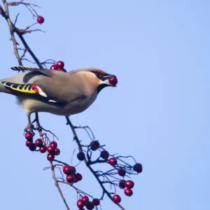 Waxwing - eating berries form a tree and showing adult male wing detail - November - Cannock Chase - Staffordshire - England Waxwing - eating berries form a tree and showing adult male wing detail - November - Cannock Chase - Staffordshire - England