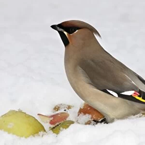 Waxwing - in snow. Alsace - France
