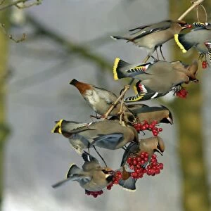 Waxwings-Flock feeding on Guelder-rose berries Lower Saxony, Germany