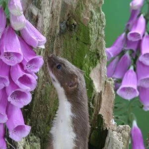 Weasel Male in hollow stump
