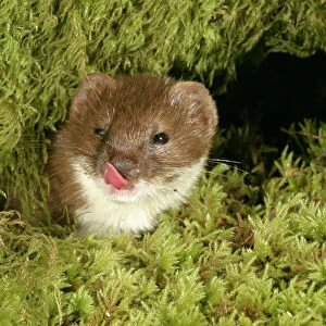 Weasel Male in moss, licking lips Close up of head West Wales, UK