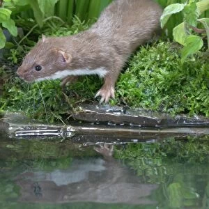 Weasel Male by water Bedfordshire, UK