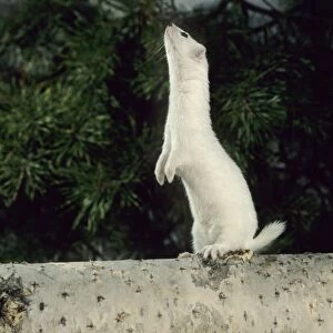 Weasel in white winter fur, adult; common predator in taiga-forests; Ur37. 1227