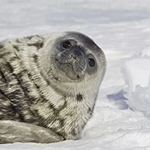 Weddell seal - pup on ice smiling'. Snow Hill Island - Antarctic Pennisular