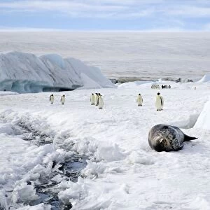 Weddell Seal - On sea ice with Emperor Penquins (Aptenodytes forsteri) in background - Snow Hill Island, Antarctica October Antarctic