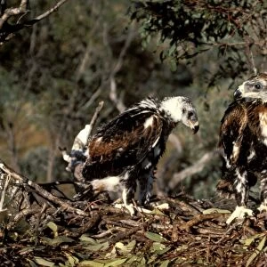Wedge-tailed eagle - chicks partly fledged on nest