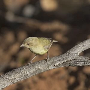 Weebill - Found right throughout Australia in dry open eucalypt forests and woodlands. Photographed near a waterhole in an otherwise dry creek bed at Kupungarri, Kimberleys, Western Australia