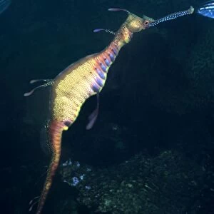 Weedy Sea Dragon - Endemic to the south east coast of Australia. Grows to 45cm Jervis Bay, New South Wales. Australia HOR-012