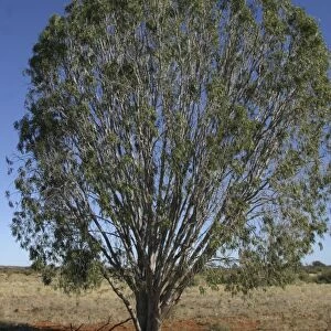 Weeping Pittosporum or Native Apricot West of Marla, northern South Australia, Australia. Aboriginal use: seeds ground and used as a poultice. Leaves boiled for colds
