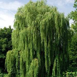 This Weeping Willow was found on a tributary of the Medway, near Tonbridge, Kent, UK. August