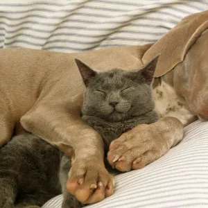 Weimaraner Dog - asleep on sofa with Blue Cat