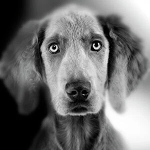 Weimaraner Dog - close-up of face. Black and White