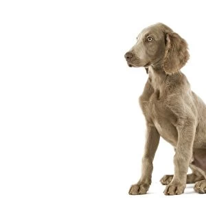 Weimaraner - puppy. Also know as Weimaraner Vorstehhund or Braque de Weimar (French)