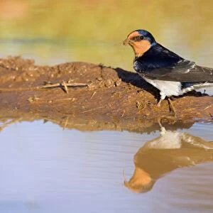 Welcome Swallow - side view of an adult gathering clay at a rainpuddle in early morning light. The bird's reflection is perfectly mirrored in the calm water's surface - New England National Park, New South Wales, Australia