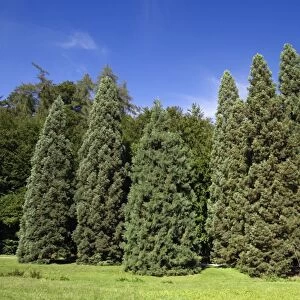 Wellingtonia or Giant Sequoia - row of mature trees in park, Hessen, Germany