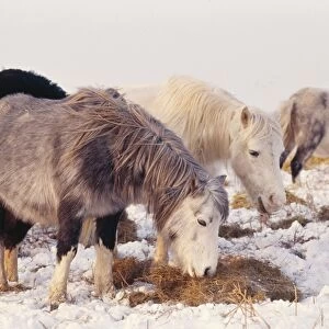 Welsh Mountain Ponies Rog 8022 (Horse) in snow Black Mountains © Bob Gibbons / ARDEA LONDON