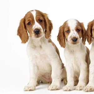 Welsh Springer Spaniel Dog - x3 puppies