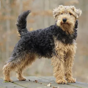 Welsh Terrier