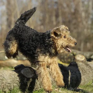 Welsh Terrier