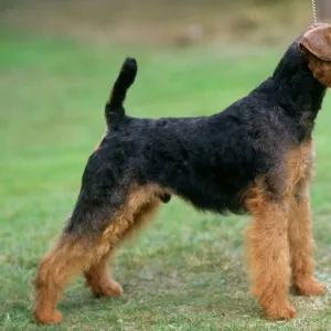 Welsh Terrier Dog