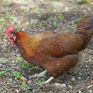 Welsummer Domestic chicken breed Essex, UK BI021203