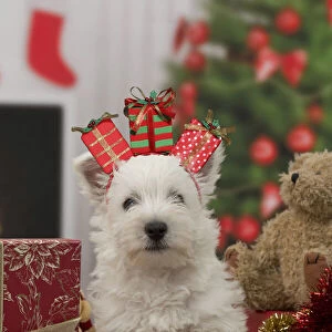 West Highland Terrier Dog, puppy with festive Christmas gifts / presents