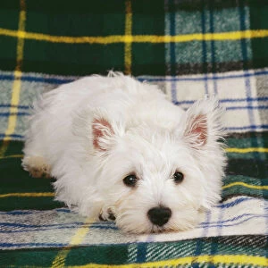 West Highland Terrier JD 12304 White puppy © John Daniels / ARDEA LONDON