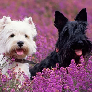 West Highland Terrier & Scottish Terrier - in heather