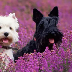 West Highland Terrier & Scottish Terrier - in heather