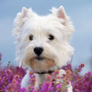 West Highland White Terrier Dog