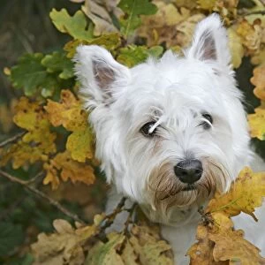 West Highland White Terrier dog amongst autumn leaves