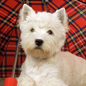 West Highland White Terrier Dog - under tartan umbrella