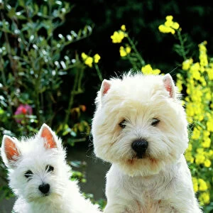 West Highland White Terrier Dog - x 2