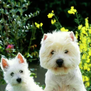 West Highland White Terrier Dog - x 2