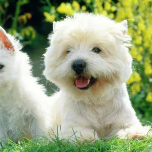 West Highland White Terrier Dogs